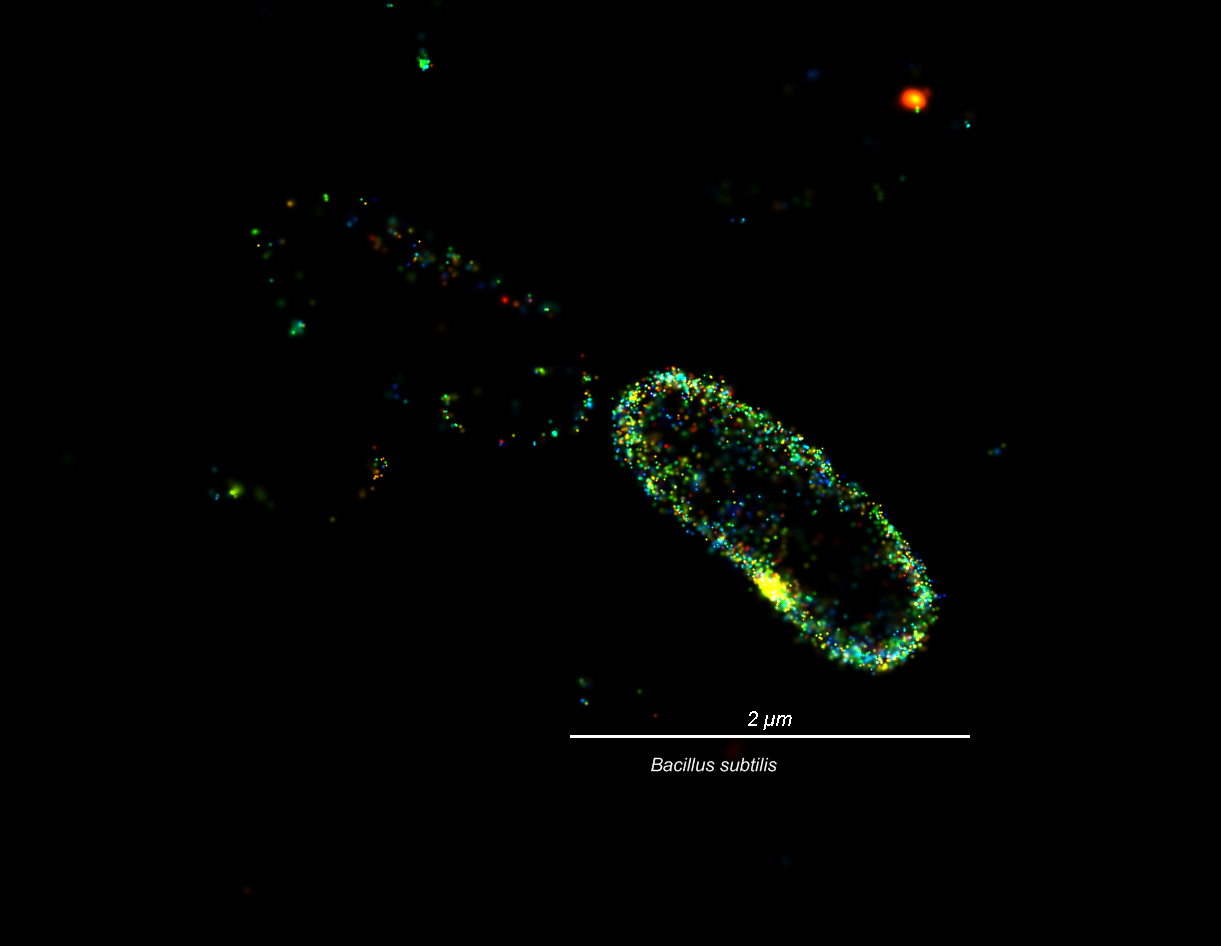 Bactérie Bacillus subtilis vue en microscopie super-résolue STORM